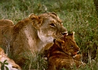 Africa (11)  Mother lion and cub